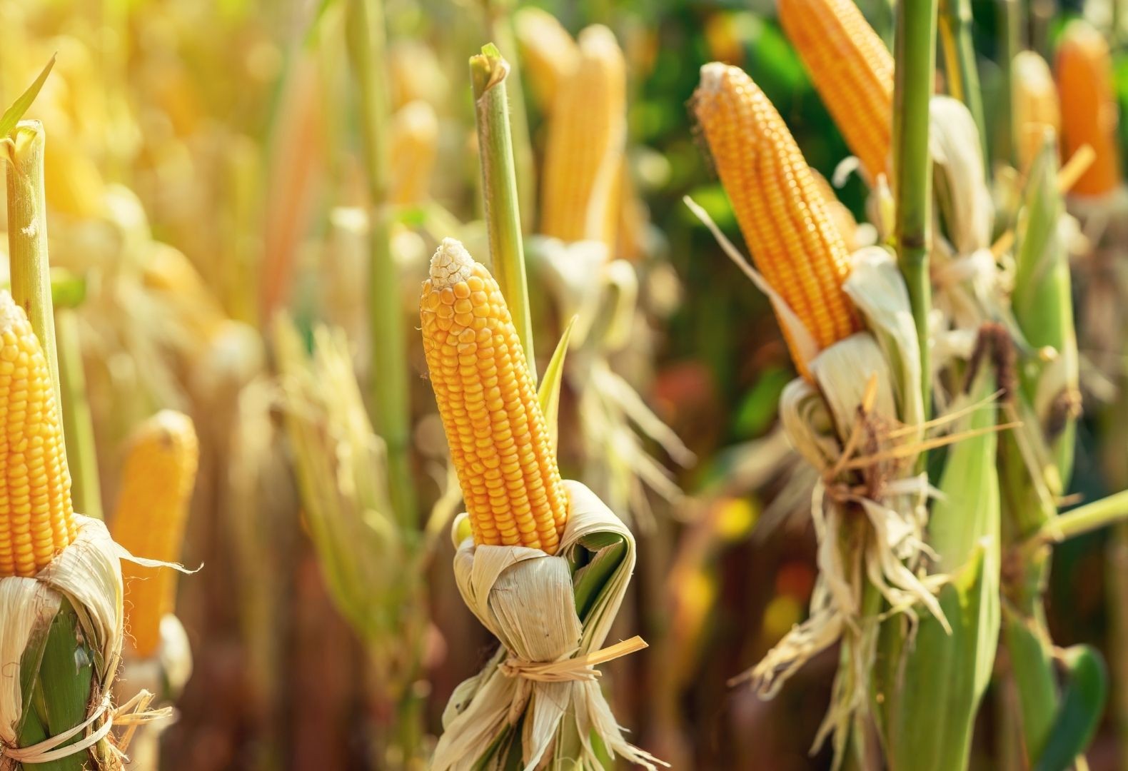 Corn field validation